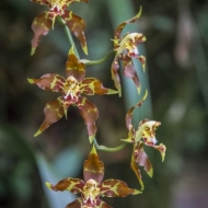 Ecuador Cloud Forest-9799