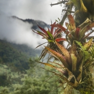 Ecuador Cloud Forest-9984_HDR