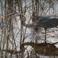 florida-0306