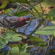 florida-0557_hdr