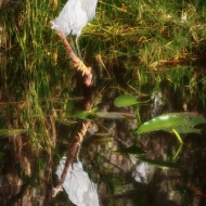 florida-0834_hdr-edit