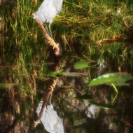 florida-0834_hdr-edit