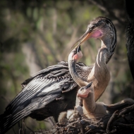 Anhinga feeding time