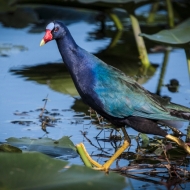 Purple Gallinule