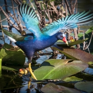 Purple Gallinule