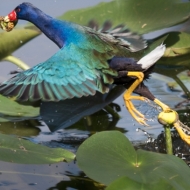 Purple Gallinule