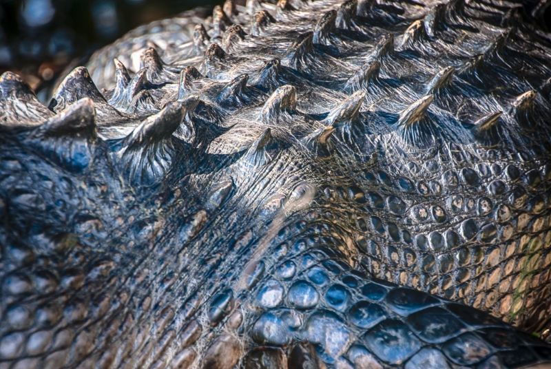 florida-0536_hdr-edit