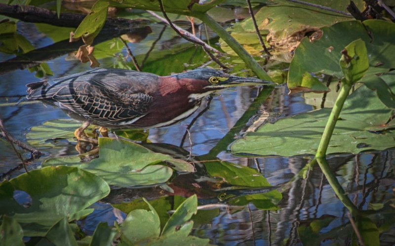 florida-0557_hdr