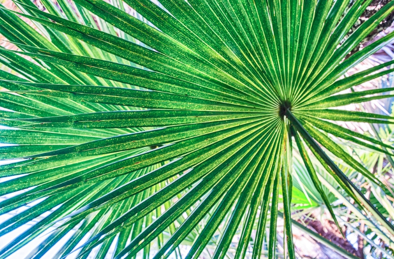 florida-0732_hdr