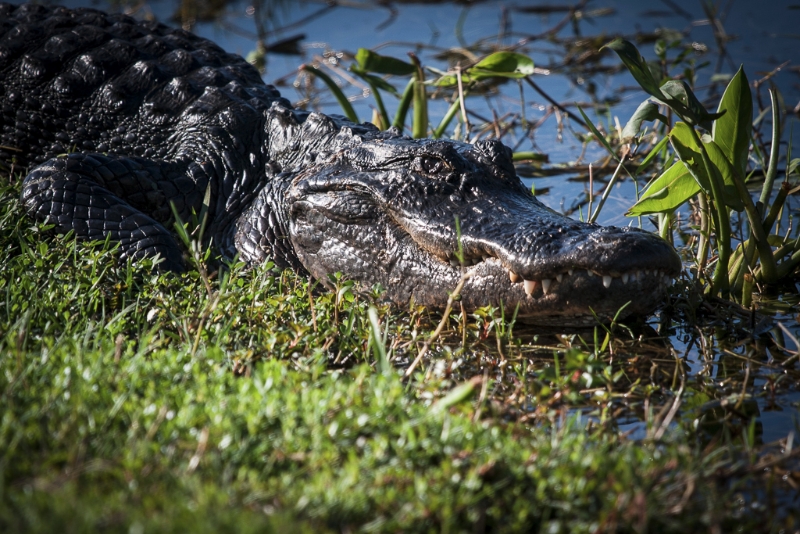 florida-0987
