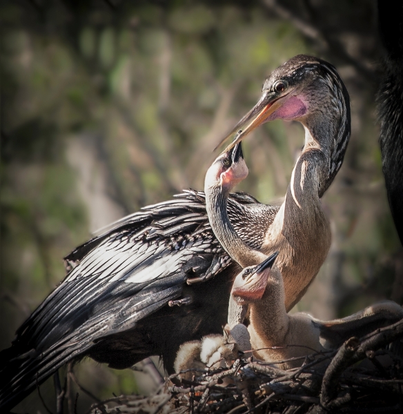 Anhinga feeding time