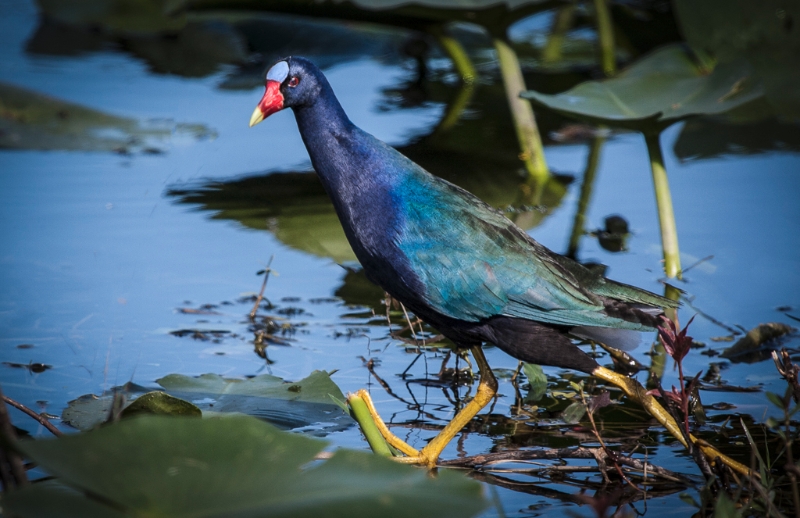 Purple Gallinule