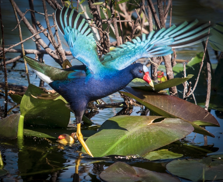 Purple Gallinule