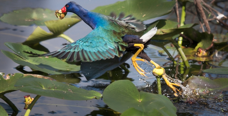 Purple Gallinule