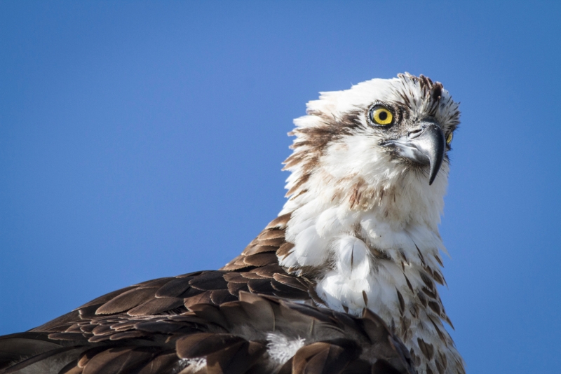 Osprey