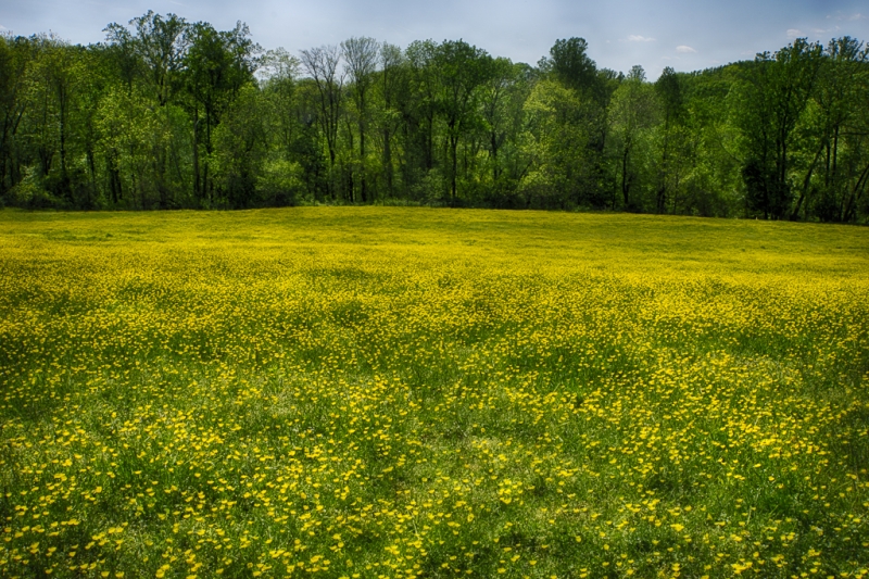 Buttercups in Charlestown