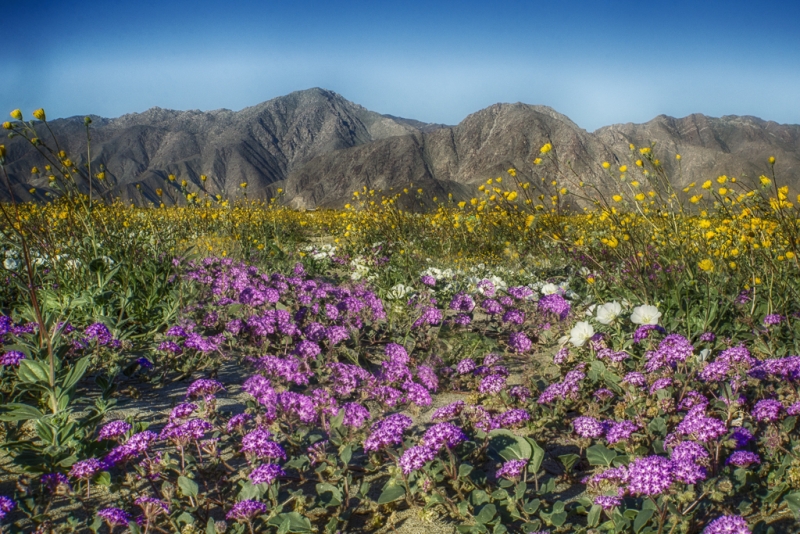 California 2-8059_HDR-1406-Edit