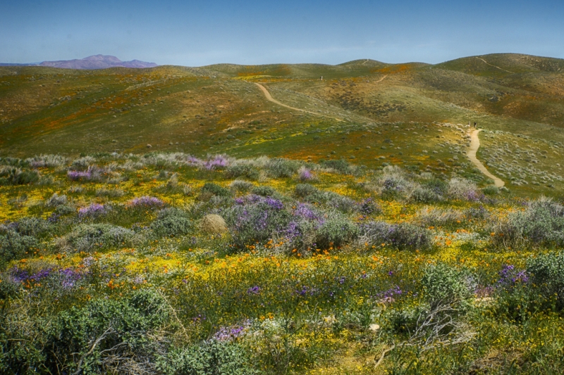 California 3-8681_HDR-Edit