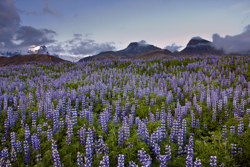Lupine in Iceland