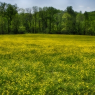 Buttercups in Charlestown