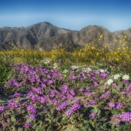 California 2-8059_HDR-1406-Edit