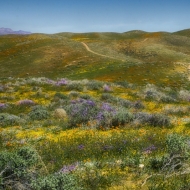 California 3-8681_HDR-Edit