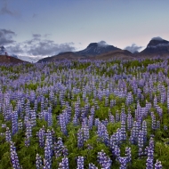 Lupine in Iceland