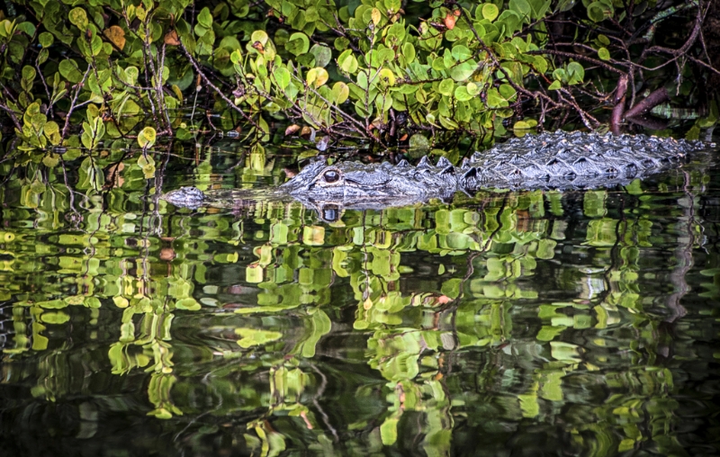 florida-0190_hdr