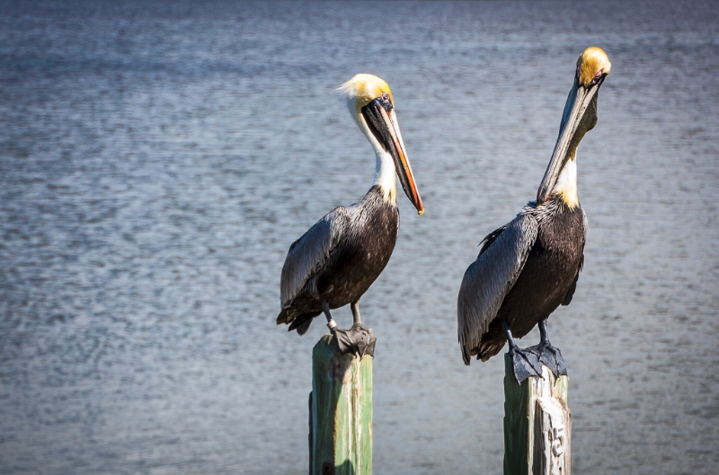 florida-0008