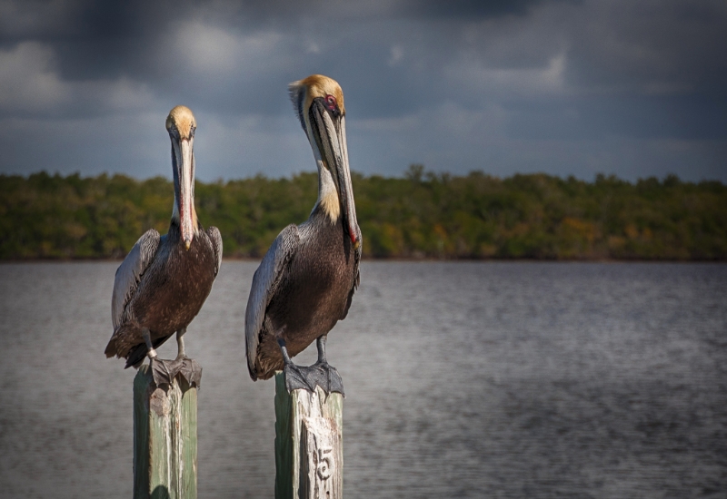 florida-0027_hdr_1