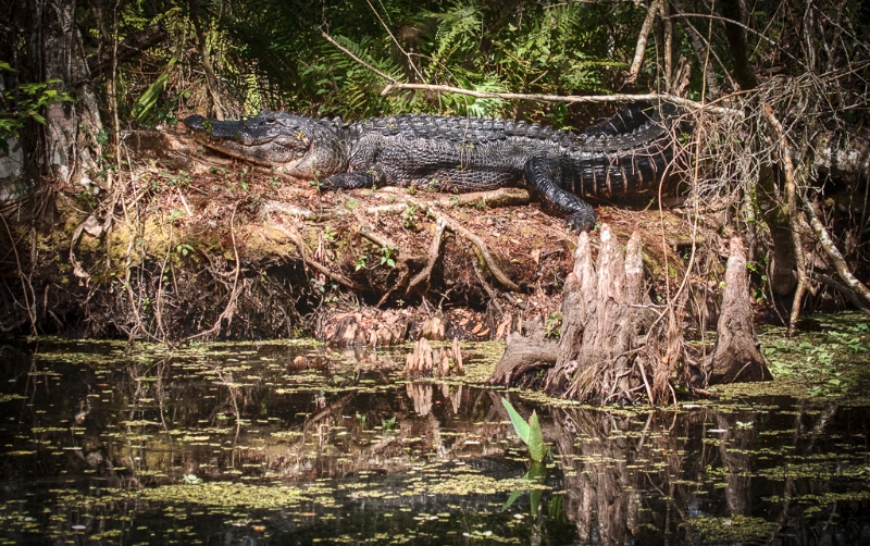 florida-1757_hdr