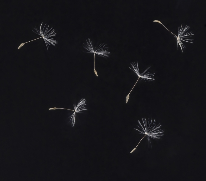 Dandelion0005-Edit-Edit