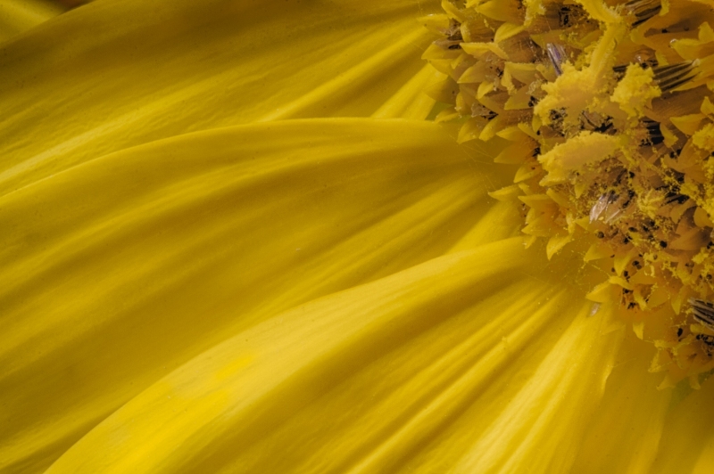 Brightside-flowers-7354_HDR-Edit