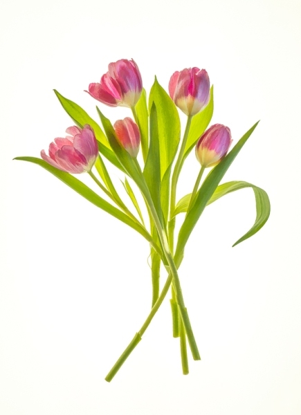 Tulips-light-box