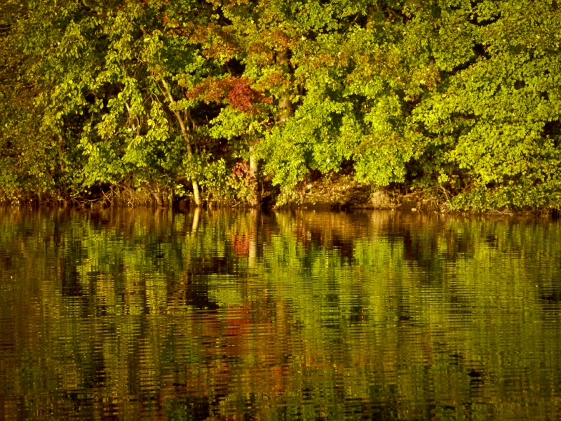 Giffofrd Pinchot-1010881
