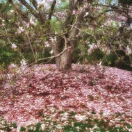 magnolia-carpet