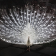 white-peacock