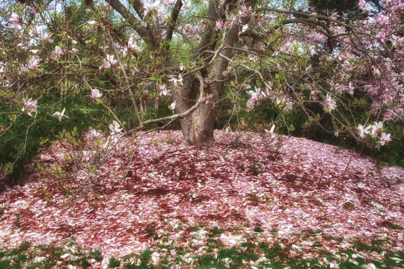 magnolia-carpet