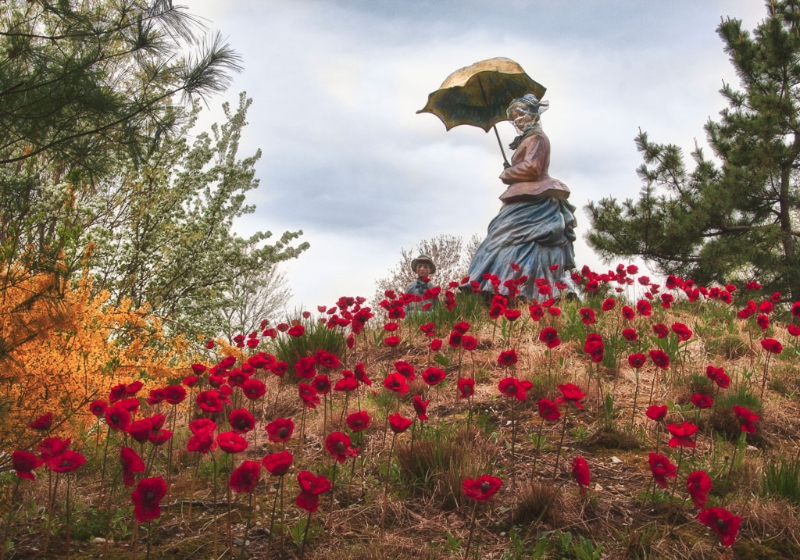on-poppied-hill