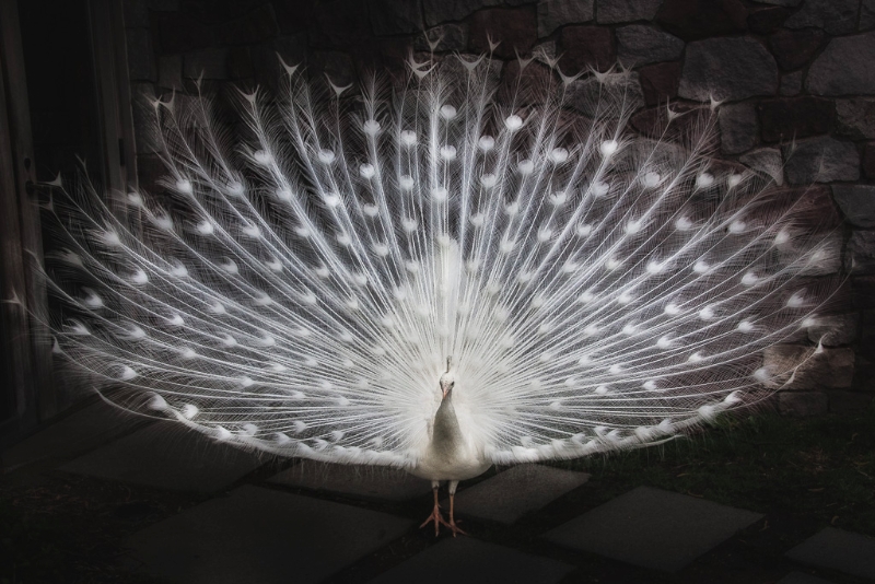 white-peacock