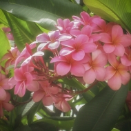 hawaii-13