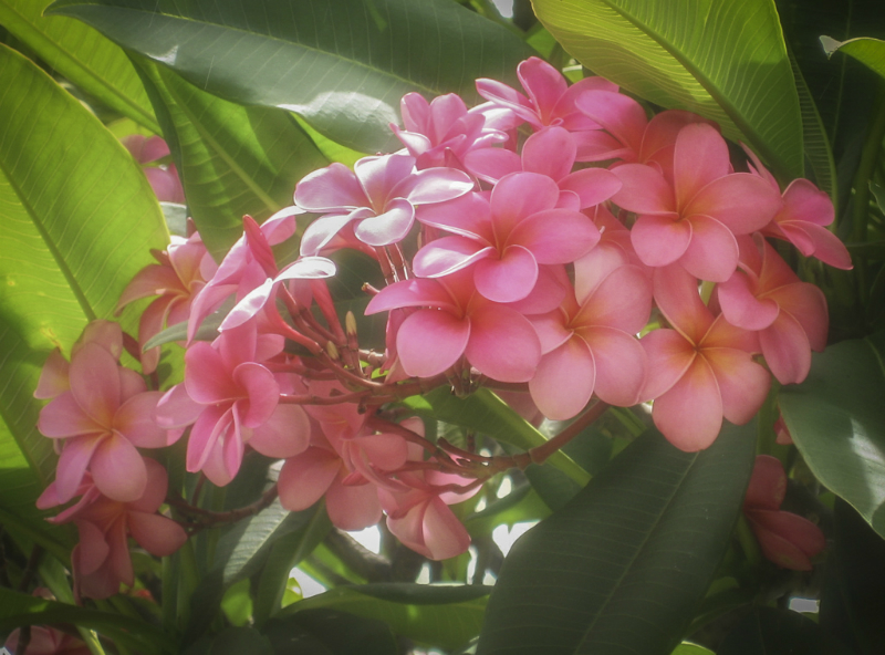 hawaii-13