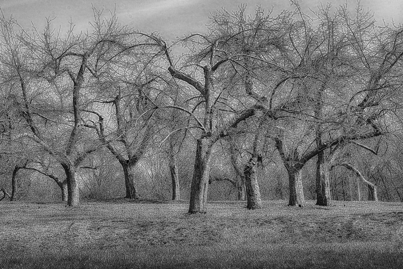 Apple Orchard at Hopewell