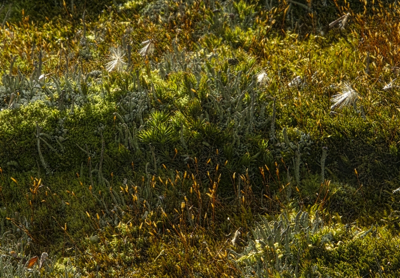 Roof Moss