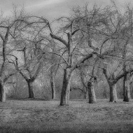 Apple Orchard at Hopewell