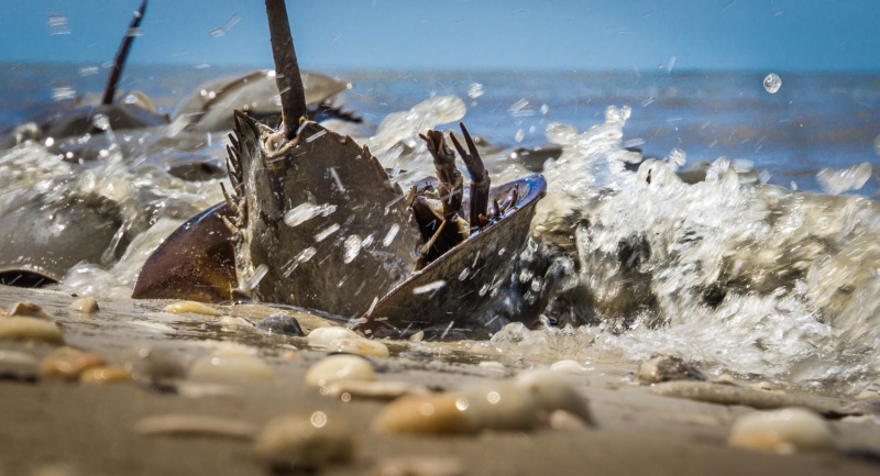 Cape May-0110