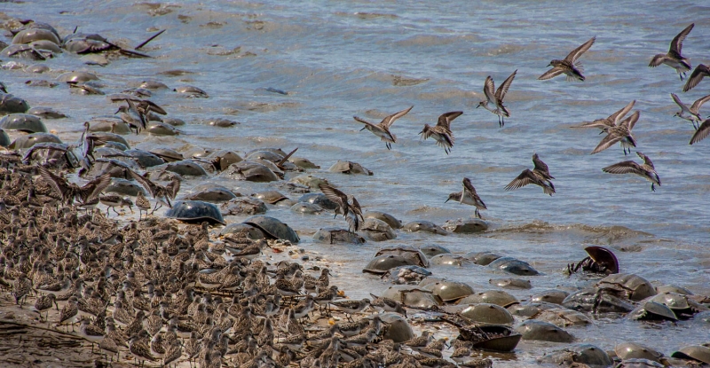 Cape May-0171