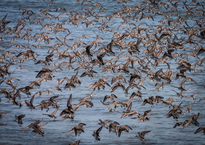Cape May-0225