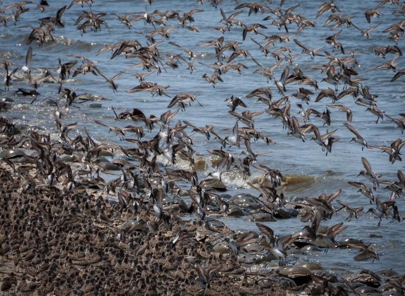 Cape May-0231