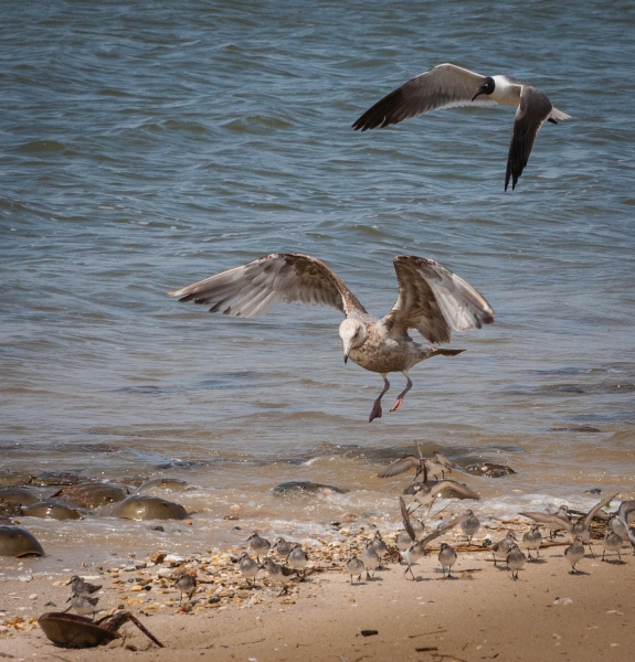 Cape May-0259